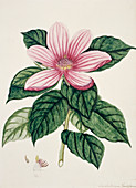 Magnolia flower,artwork