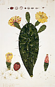 Prickly pear cacti,artwork