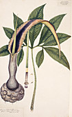 Lily (Arum sessiliflorum),artwork