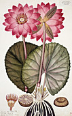 Red Indian water lily (Nymphaea rubra)