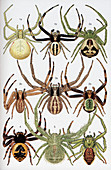 Spiders of Britain and Northern Europe