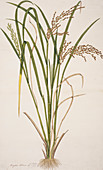 Rice (Oryza sativa),artwork