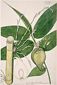 Berry bamboo (Melocanna baccifera)