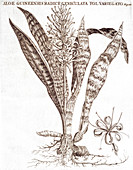 Bowstring hemp (Sanseveria hyacinthoides)