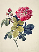 Moss rose (Rosa centifolia),artwork