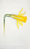 Daffodil (Narcissus pseudonarcissus)
