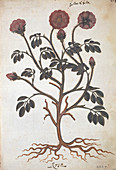 Apothecaries' rose (Rosa gallica)