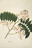 Pink cassia (Cassia nodosa),artwork