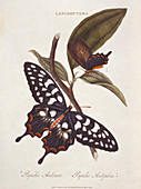 Giant swallowtail butterfly,artwork