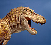 Tyrannosaurus rex model