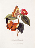 Tawny rajah butterflies,artwork