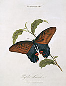 Swallowtail butterfly,artwork