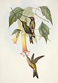 Sword-billed hummingbirds,artwork