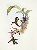 Ecuadorian piedtail hummingbirds,artwork