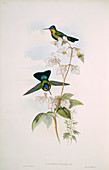 Fiery-throated hummingbirds,artwork