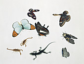 Chinese insects,artwork
