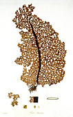 Kelp (Fucus agarum),artwork