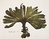 Kelp (Fucus bulbosus),artwork