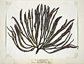 Dried seaweed (Codium tomemtosus)