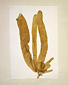 Dried seaweed (Asperoccus turneri)