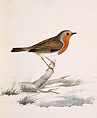 European robin,artwork