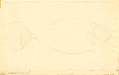 Fish,18th century artwork