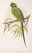 Rose-ringed parakeet,19th century