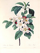 Apple blossom,19th century