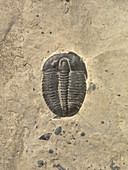 Trilobite fossil (Elrathia kingii)
