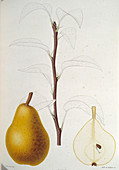 Pear,19th century