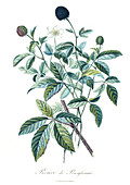 Blackberries,18th century