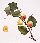 Apricot,19th century