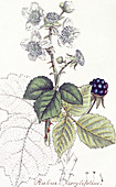 Blackberry plant,historical artwork
