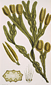 Seaweed,historical artwork