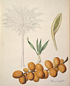 Palm date tree,historical artwork