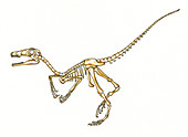 Microraptor dinosaur skeleton