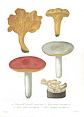 Mushrooms,historical artwork
