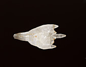Calcite crystal specimen