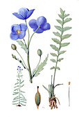 Blue poppy,historical artwork