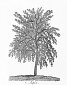 Unpollarded aspen tree,18th century