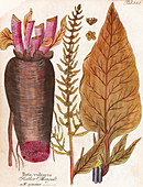 Spinach beet,historical artwork