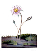 Water lily,18th century