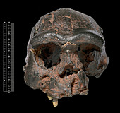 Homo erectus skull (Sangiran 17)