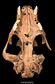 Lion skull,upper section