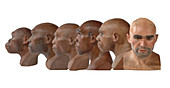 Hominid reconstruction sequence