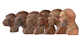 Hominid reconstruction sequence