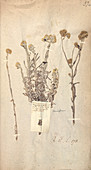 Matricaria plant,17th century