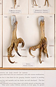 Osprey feet,museum display