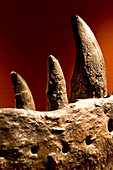 Tyrannosaurus rex teeth fossil