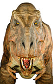 Tyrannosaurus rex model